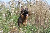 BERGER ALLEMAND 152